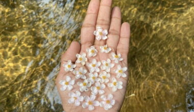 Extinct-in-the-wild plant rediscovered in Sri Lanka thanks to social media