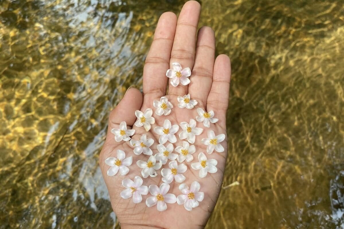 Extinct-in-the-wild plant rediscovered in Sri Lanka thanks to social media