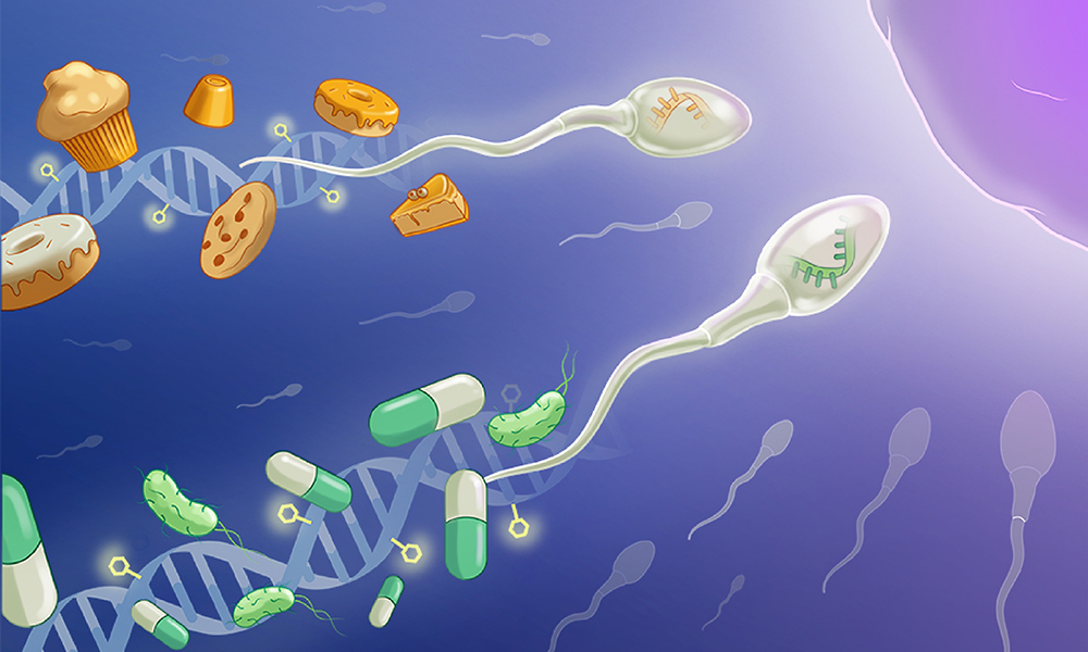 Dads Influence Embryo Growth via Molecular Signatures