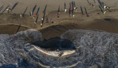 Gray whales are dying of malnutrition in Mexico