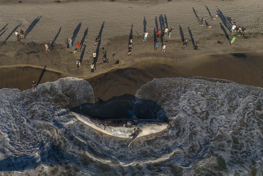 Gray whales are dying of malnutrition in Mexico
