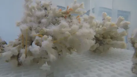 A white coral in a tank of water with lots of narrow tubes, many of which have animals sticking out of the end of it.