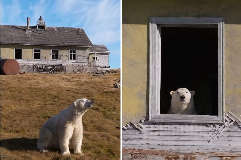 Polar bears take over abandoned weather station