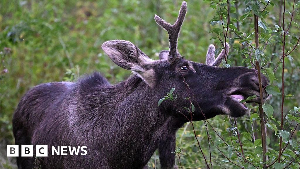 Emil the Elk caught after long summer on the loose in Central Europe