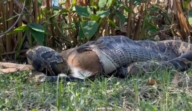 Burmese python in Florida swallows, then vomits entire deer amid chilly weather