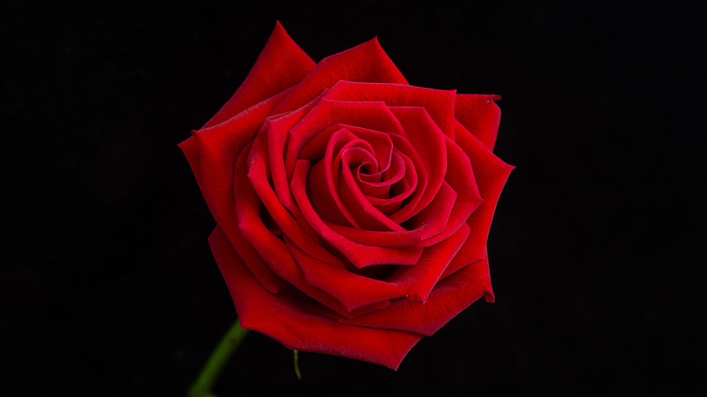 a photo of a red rose against a black background