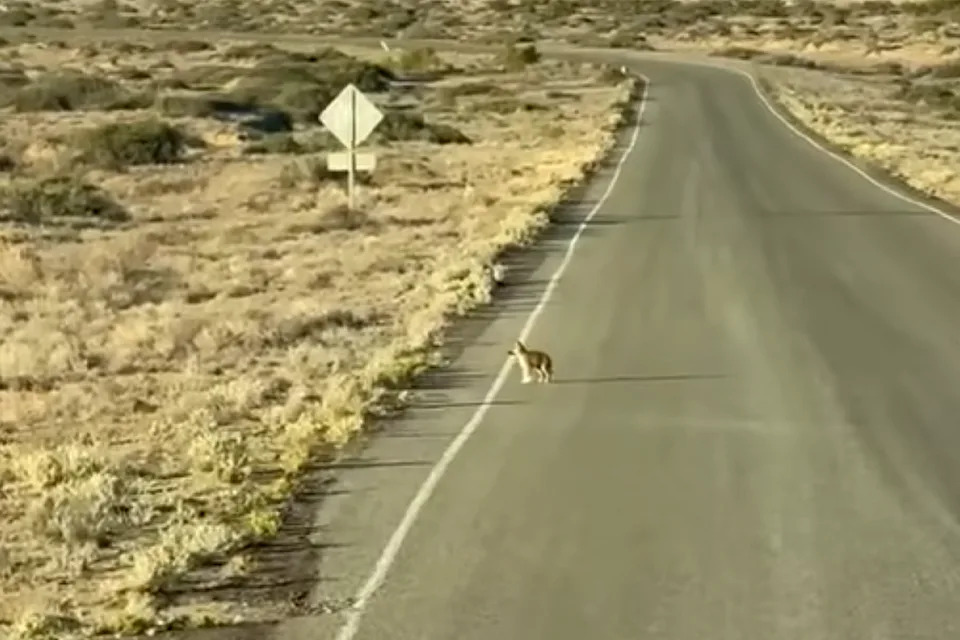 A dingo pup wandering across the dusty road on the Strzelecki Track in South Australia.