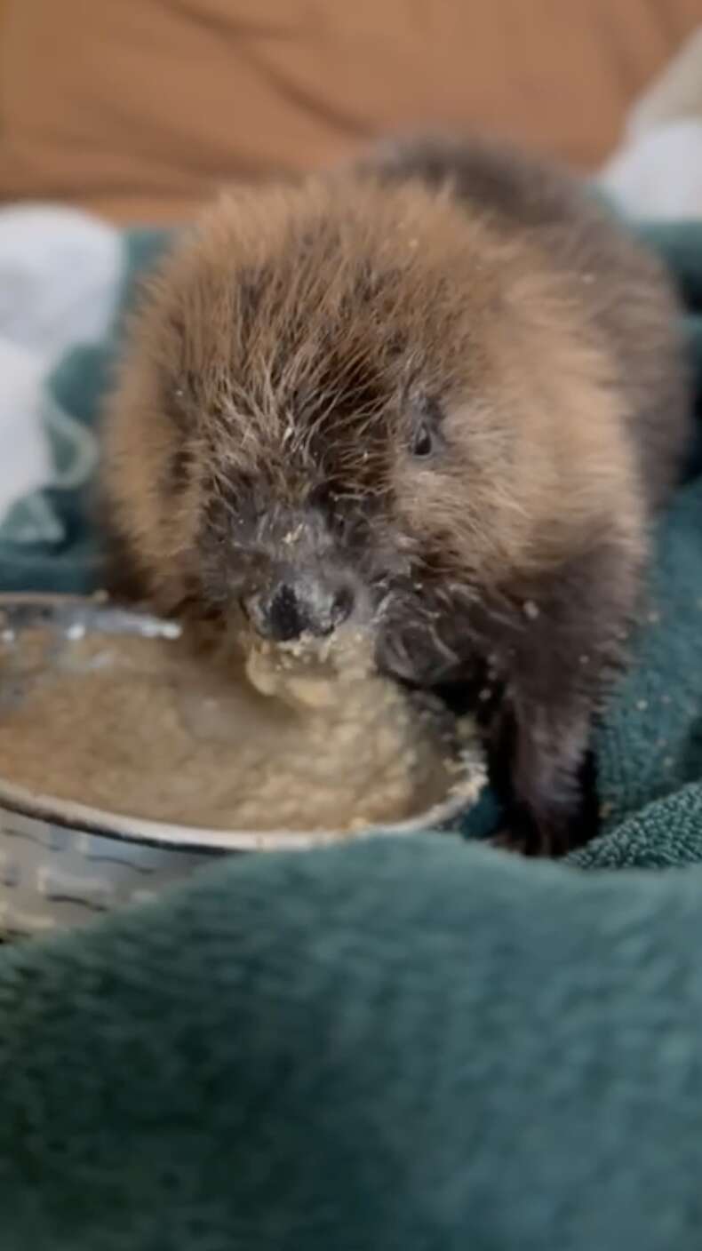baby beaver
