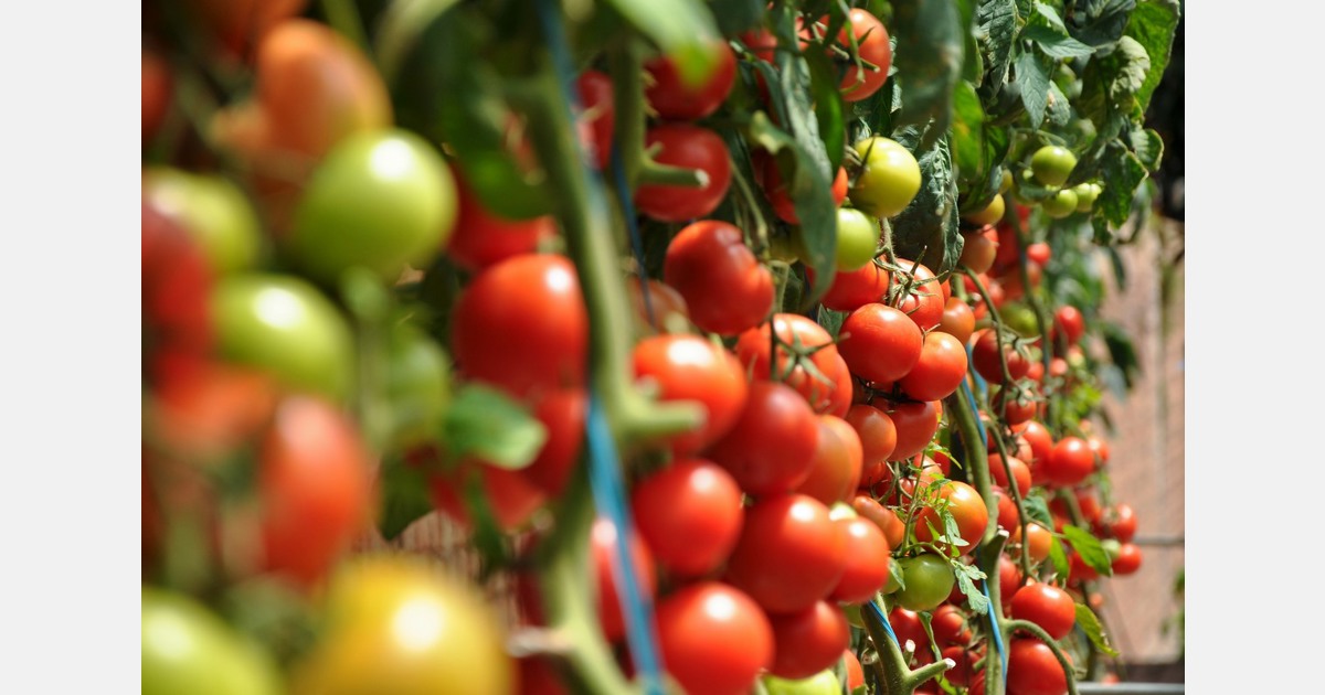 Gas supply could threaten life of tomato industry