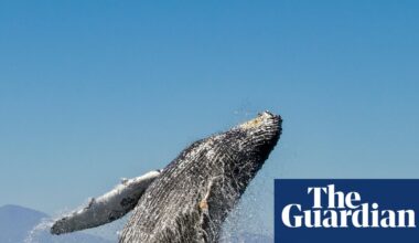 ‘We’ve done it before’: how not to lose hope in the fight against ecological disaster | Climate crisis