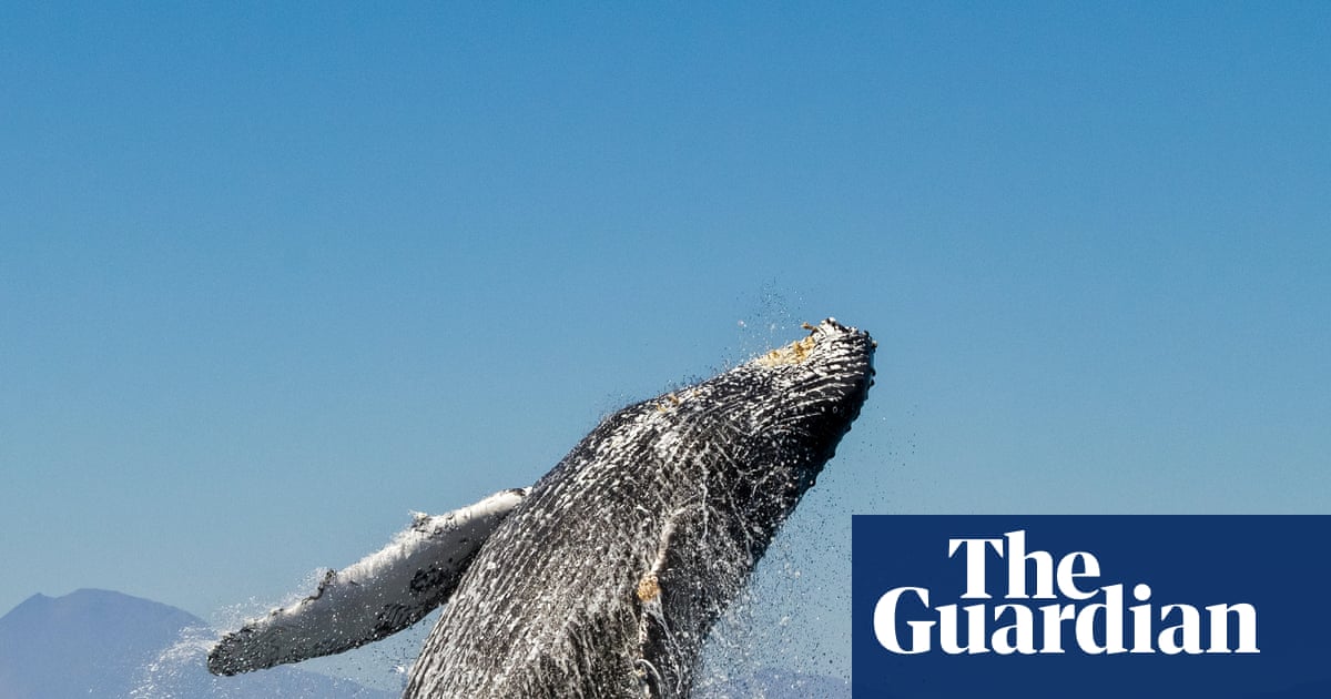 ‘We’ve done it before’: how not to lose hope in the fight against ecological disaster | Climate crisis