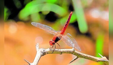 dragonfly-ice-age