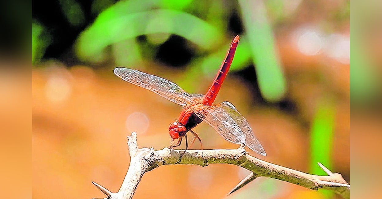 dragonfly-ice-age