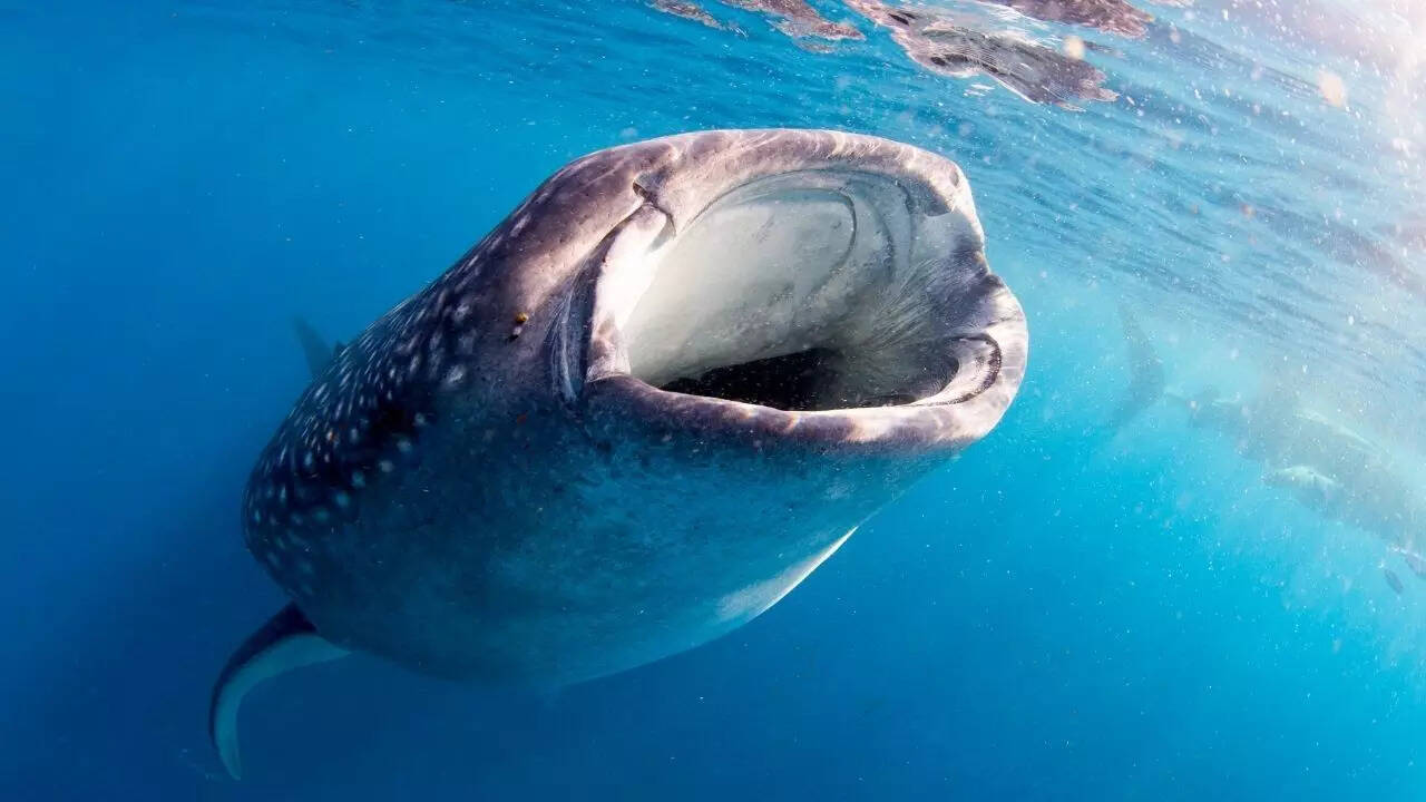Whale Sharks