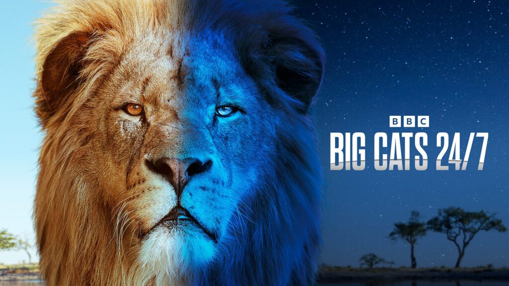 How to watch Big Cats 24:7 Season 2