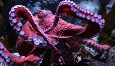 Heartbreak as dying octopus Ghost cares for eggs that will never hatch