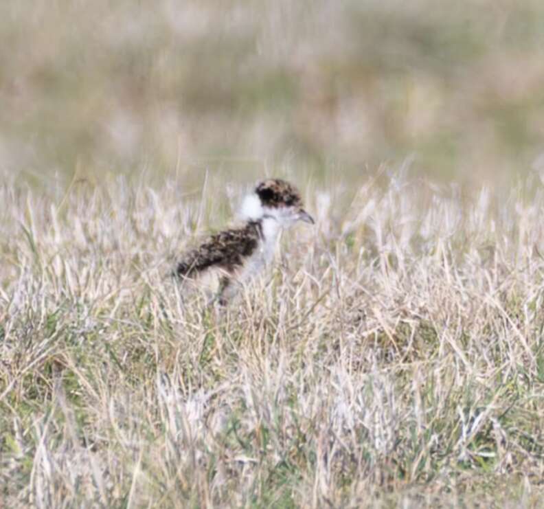 masked lapwing chick 