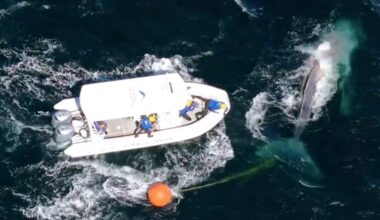 Humpback whale freed from fishing line during 'challenging operation'