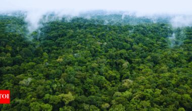 The forest that connects 8 countries and houses billions of species |