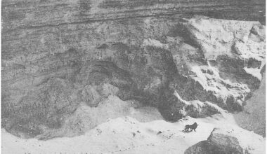 The Last Photo Of The ‘Barbary Lion’ Was Taken 100 Years Ago — A Biologist Tells Its Story