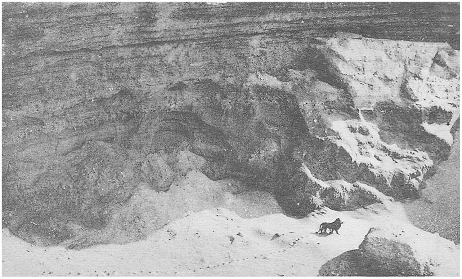 The Last Photo Of The ‘Barbary Lion’ Was Taken 100 Years Ago — A Biologist Tells Its Story