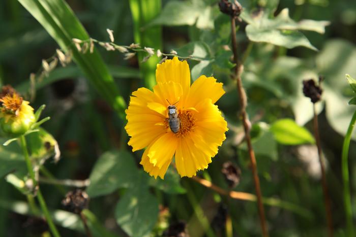 Shared genetic mechanisms underpin social life in bees and humans