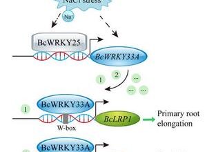 New genetic pathway strengthens roots and resilience in Bok choy