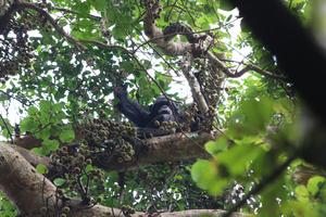 In the wild, chimpanzees likely ingest the equivalent of several alcoholic drinks every day