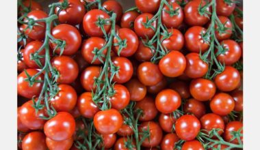 Decoding tomato’s genetic defense against aluminum toxicity