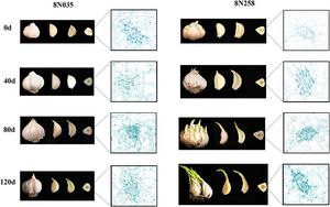 Genes uncovered that keep garlic fresh longer