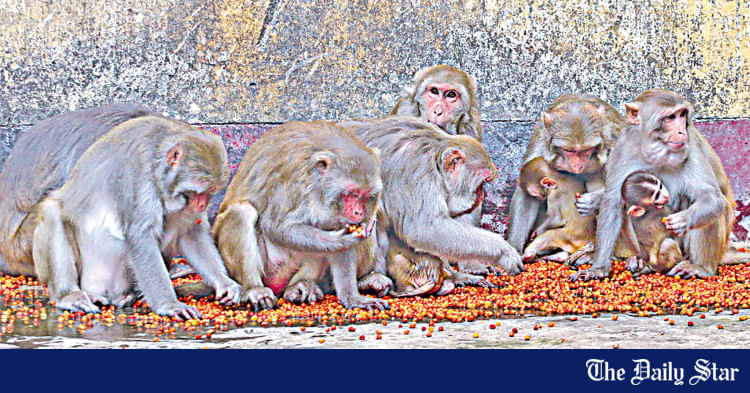 The last monkeys of Sadhana Aushadhalaya