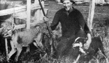 In 1938, A ‘Dog-Like’ Predator Perished From Earth Forever — Here’s The Last Photo Of It (Explained By A Biologist)