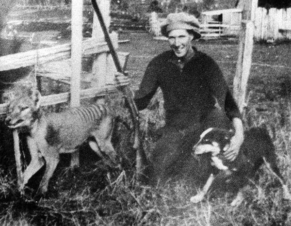 In 1938, A ‘Dog-Like’ Predator Perished From Earth Forever — Here’s The Last Photo Of It (Explained By A Biologist)