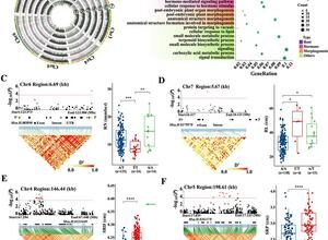 New genome study connects alfalfa root traits with improved forage yield