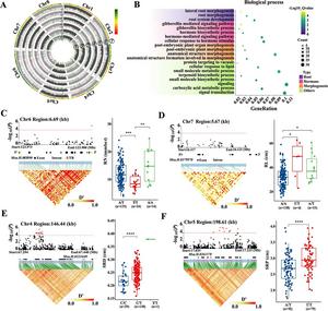 New genome study connects alfalfa root traits with improved forage yield