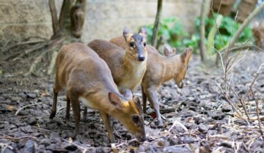 Thought Extinct For 30 Years, The Tiny ‘Mouse Deer’ With Silver Flanks Is Now A Viral Wildlife Star