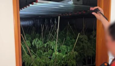 Ten tonnes of cannabis seized, 120 grow houses shut down