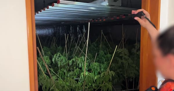 Ten tonnes of cannabis seized, 120 grow houses shut down