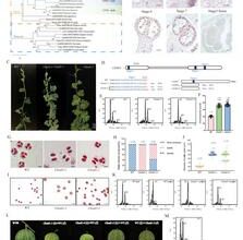 Gene disruption triggers ploidy doubling in watermelon