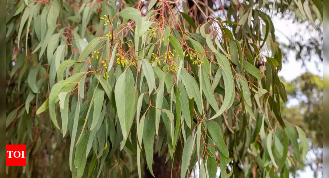 6 surprising benefits of Eucalyptus leaves: From cold relief to dry skin treatment |