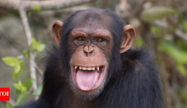 How wild chimpanzees get their daily alcohol buzz from fermented fruit: Study |
