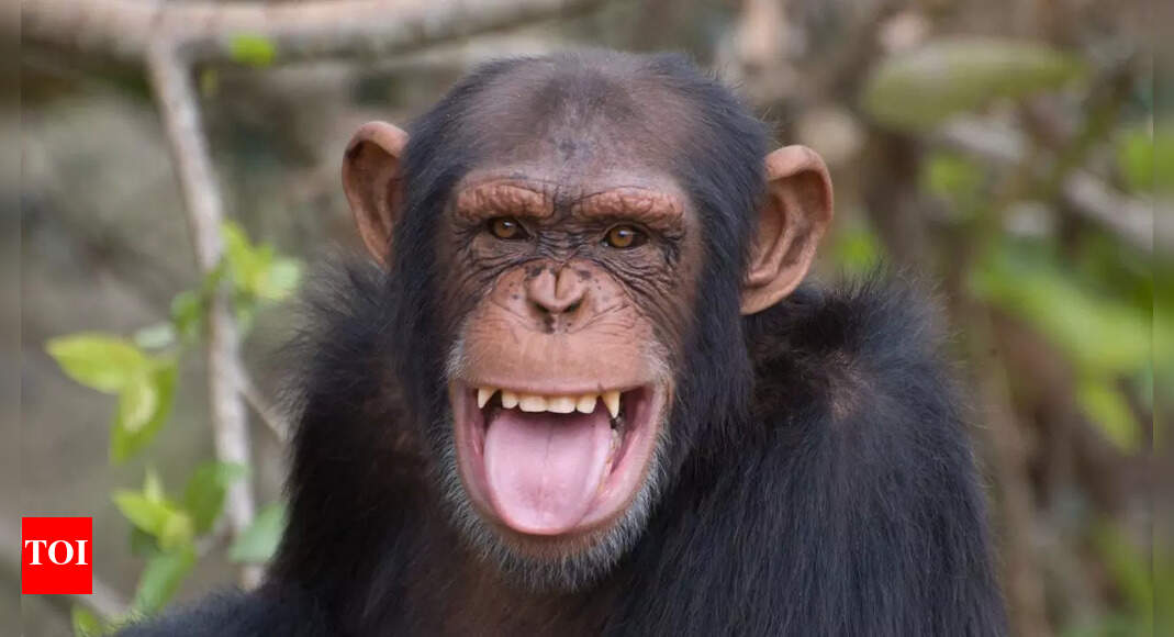 How wild chimpanzees get their daily alcohol buzz from fermented fruit: Study |