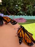 Butterflies With Broken Wings Experience 'Flying' With Some Help From A Gardner