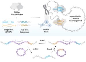 Bridge recombinases, optimized for human cells, enable massive programmable DNA rearrangements