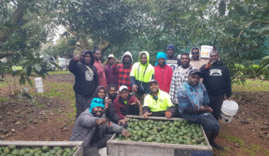 SunLive - BOP avocado growers donate windfall fruit