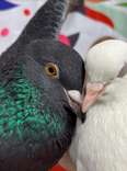Scared Rescue Pigeon Completely Transforms When He Meets The Love Of His Life