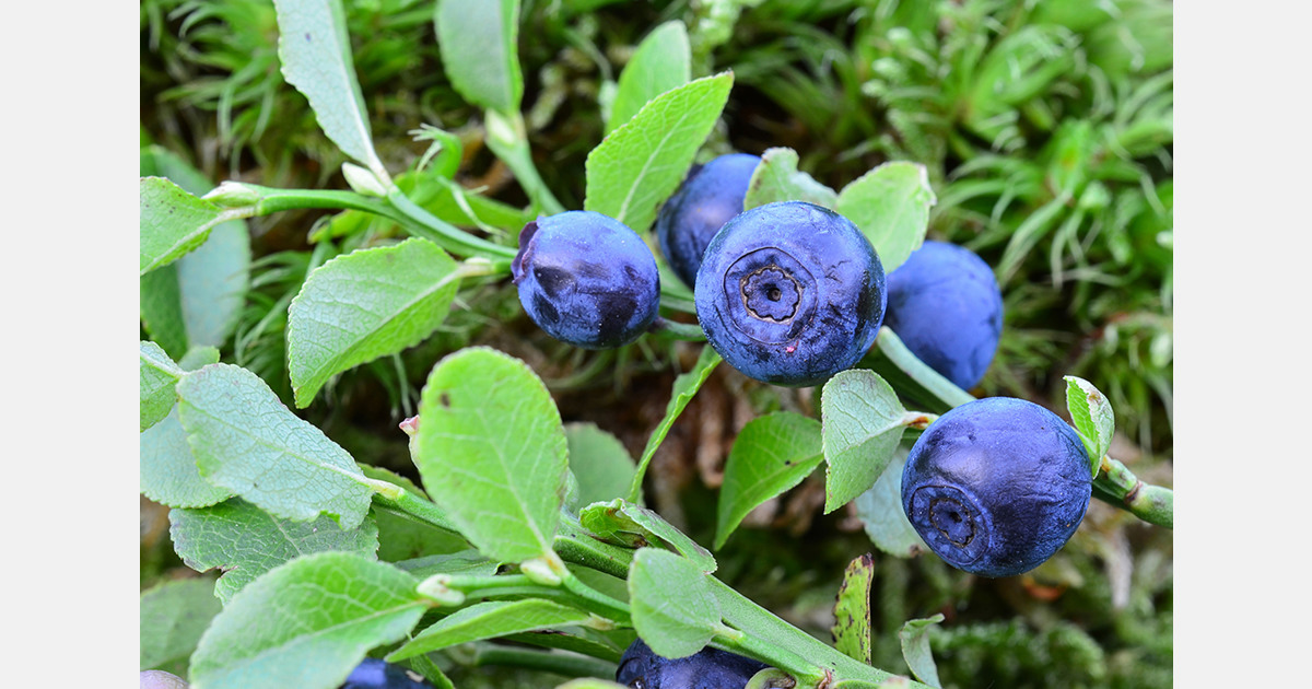 Blueberry breeding shifts to genomics and biotechnology