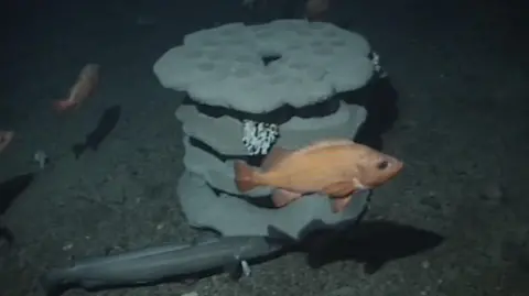 University of Edinburgh A concrete reef, consisting of four circles with holes, has a small amount of coral attached to it and is circled by fish.