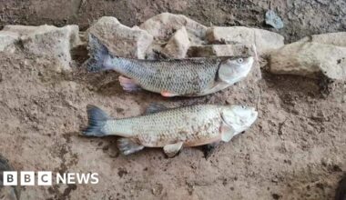 Farm suspected of River Weaver pollution that killed fish