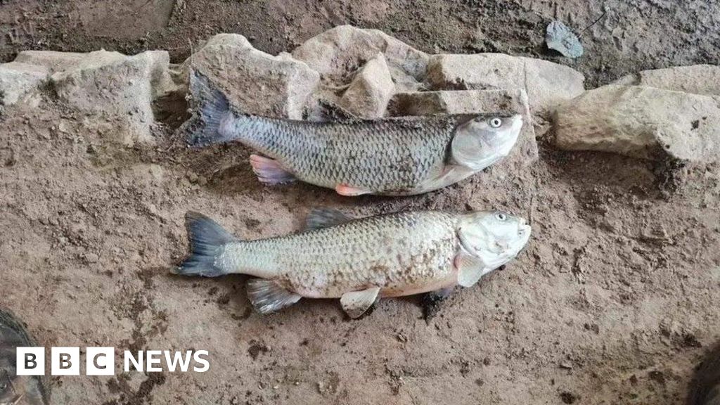 Farm suspected of River Weaver pollution that killed fish